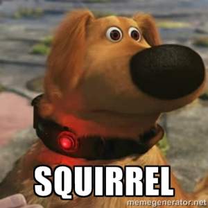 squirrel_pixar_UP