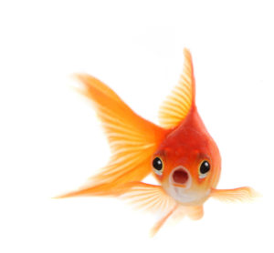Goldfish Attention Span in Marketing